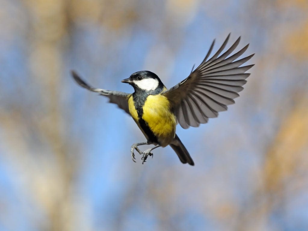 Bird Wings