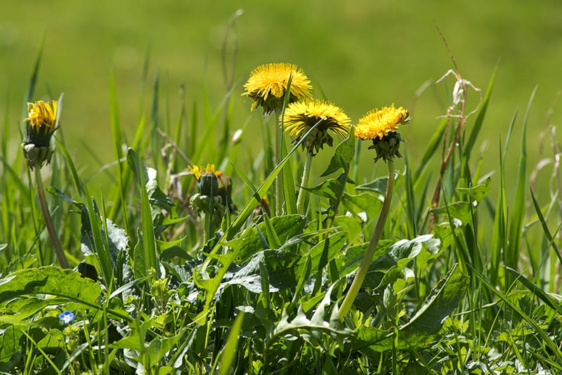 Plants