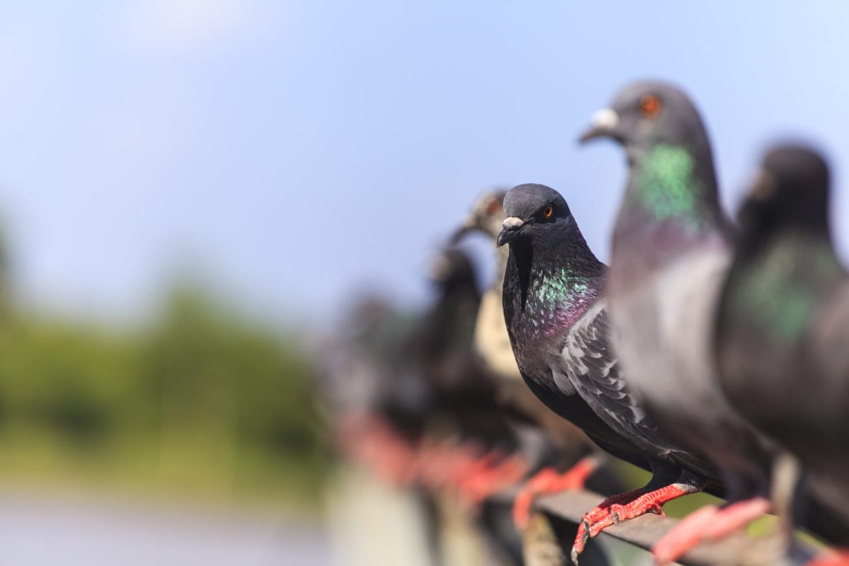 Flock of Pigeons