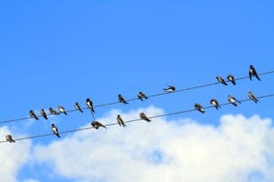 Swallows sit on electric wires