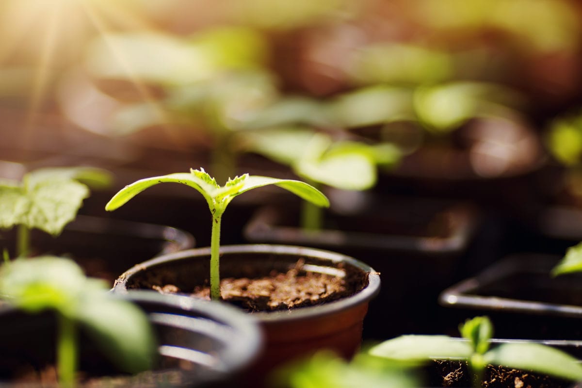 Greenhouse seedlings