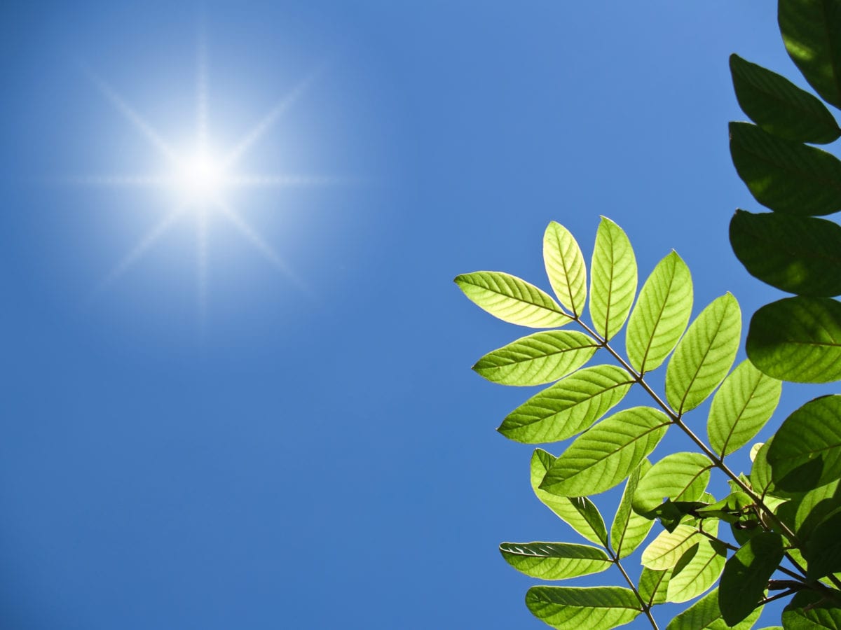 green foliage with blue sky