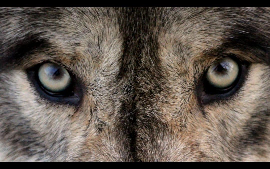 The Wolf You Feed Gets Stronger | Kathleen Allen
