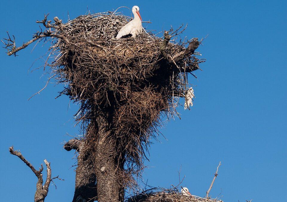 Leadership, Hierarchies, and Resilience