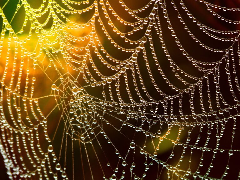 trust and interdependence