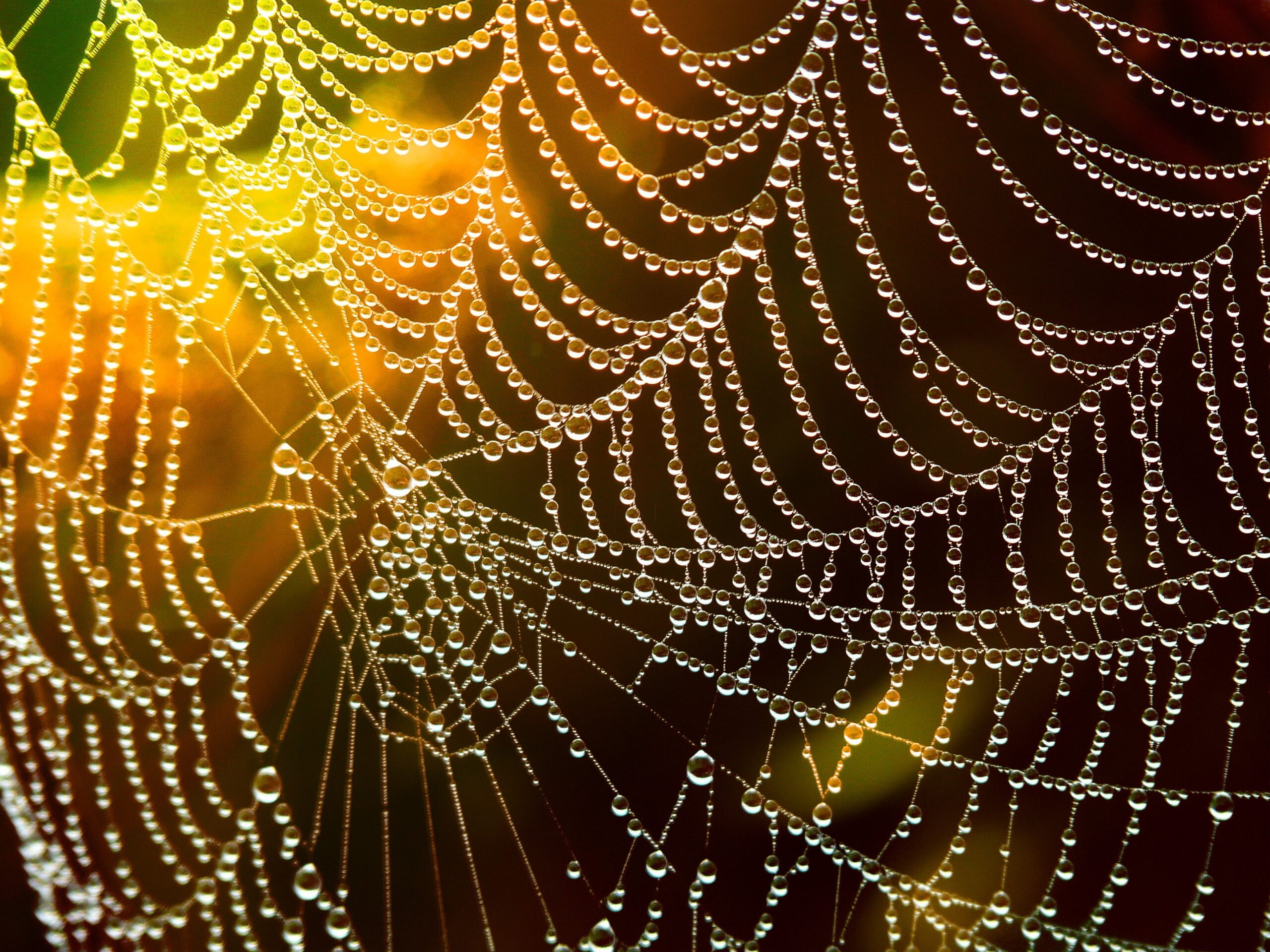 trust and interdependence