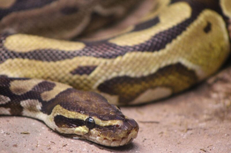 shedding